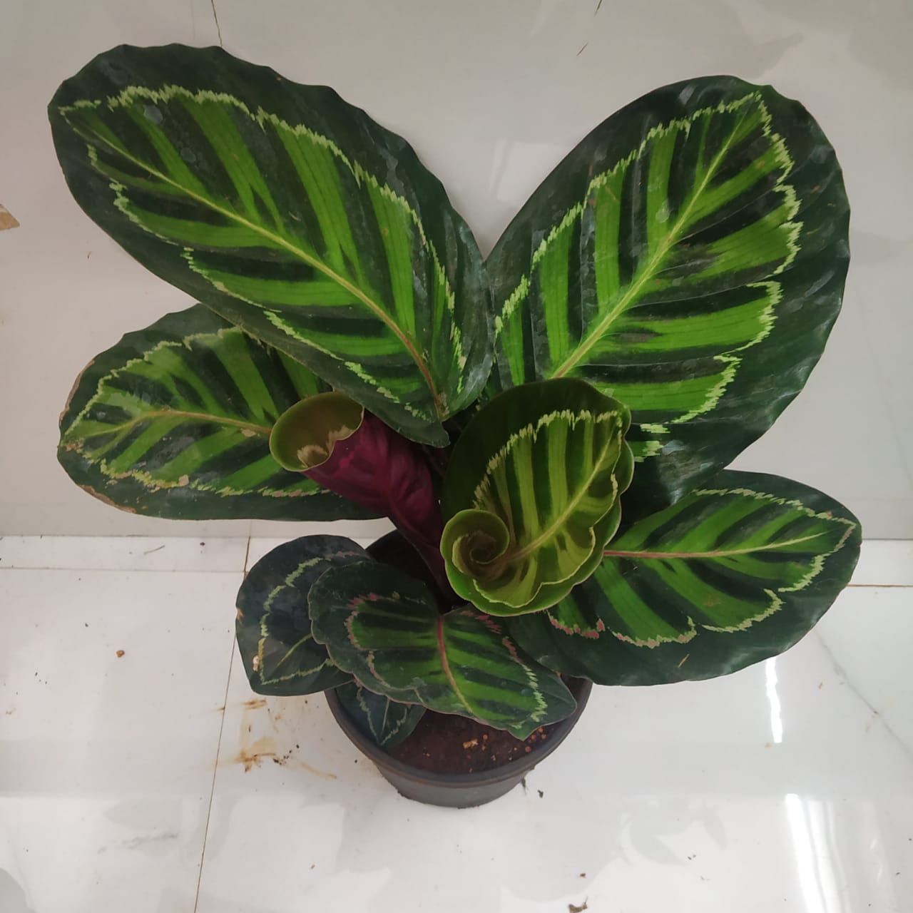 How To Care For Calatheas Plants NurseryBuy