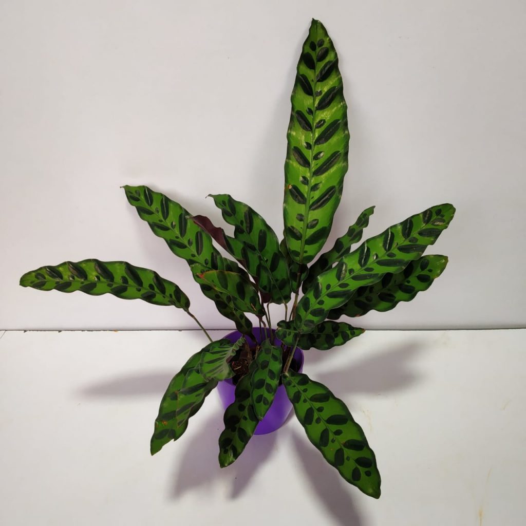 Calathea Lancifolia 'Rattlesnake' - NurseryBuy