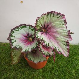 Rex Begonia Archives - NurseryBuy