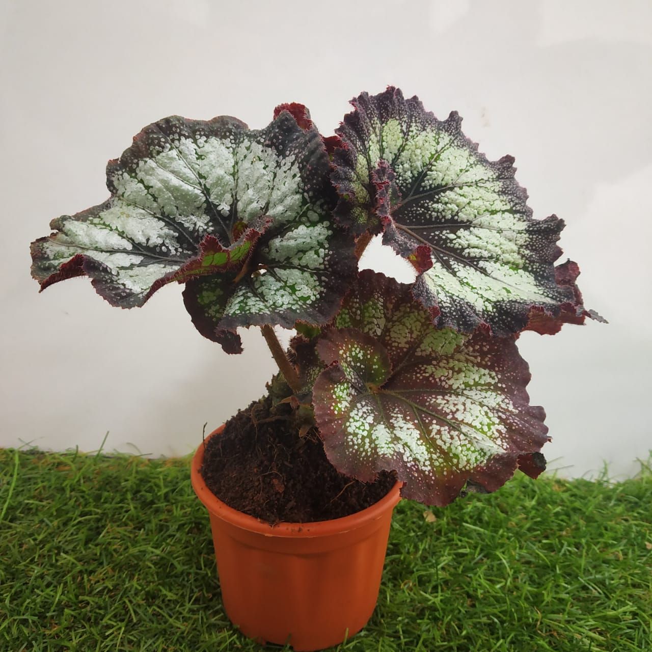 Begonia ‘Jurassic Silver Swirl' - NurseryBuy