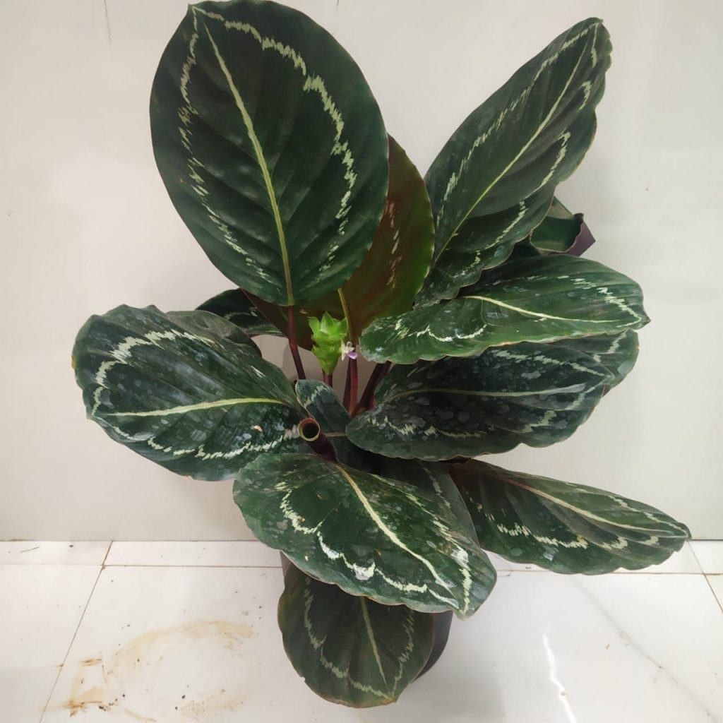 Calathea Jungle Rose Nursery Buy