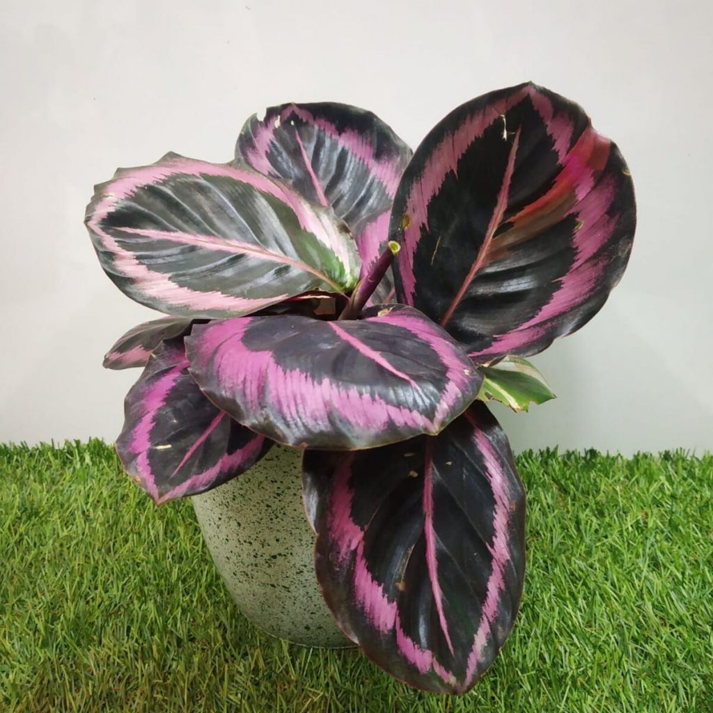 Calathea Roseopicta Little Princess NurseryBuy Calathea Roseopicta Little Princess NurseryBuy