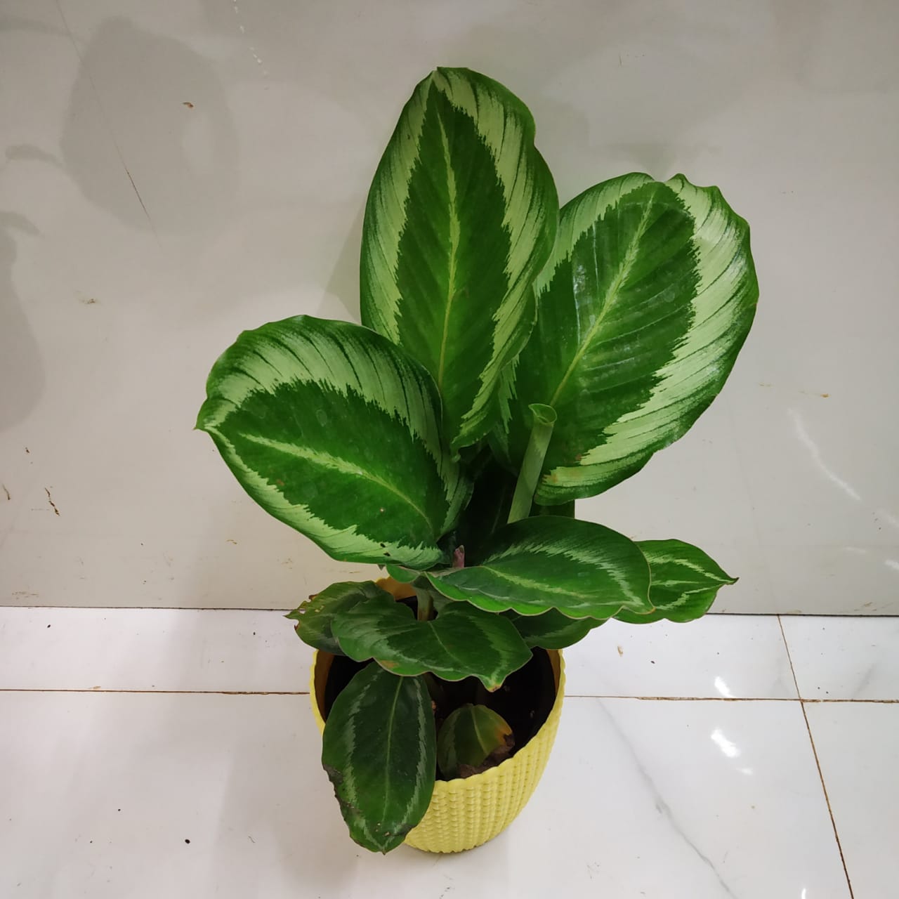 Calathea Bicajoux Cobra Pink