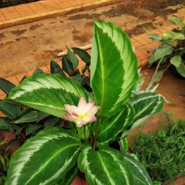 Calathea Bicajoux 'Cobra Pink' Archives - NurseryBuy