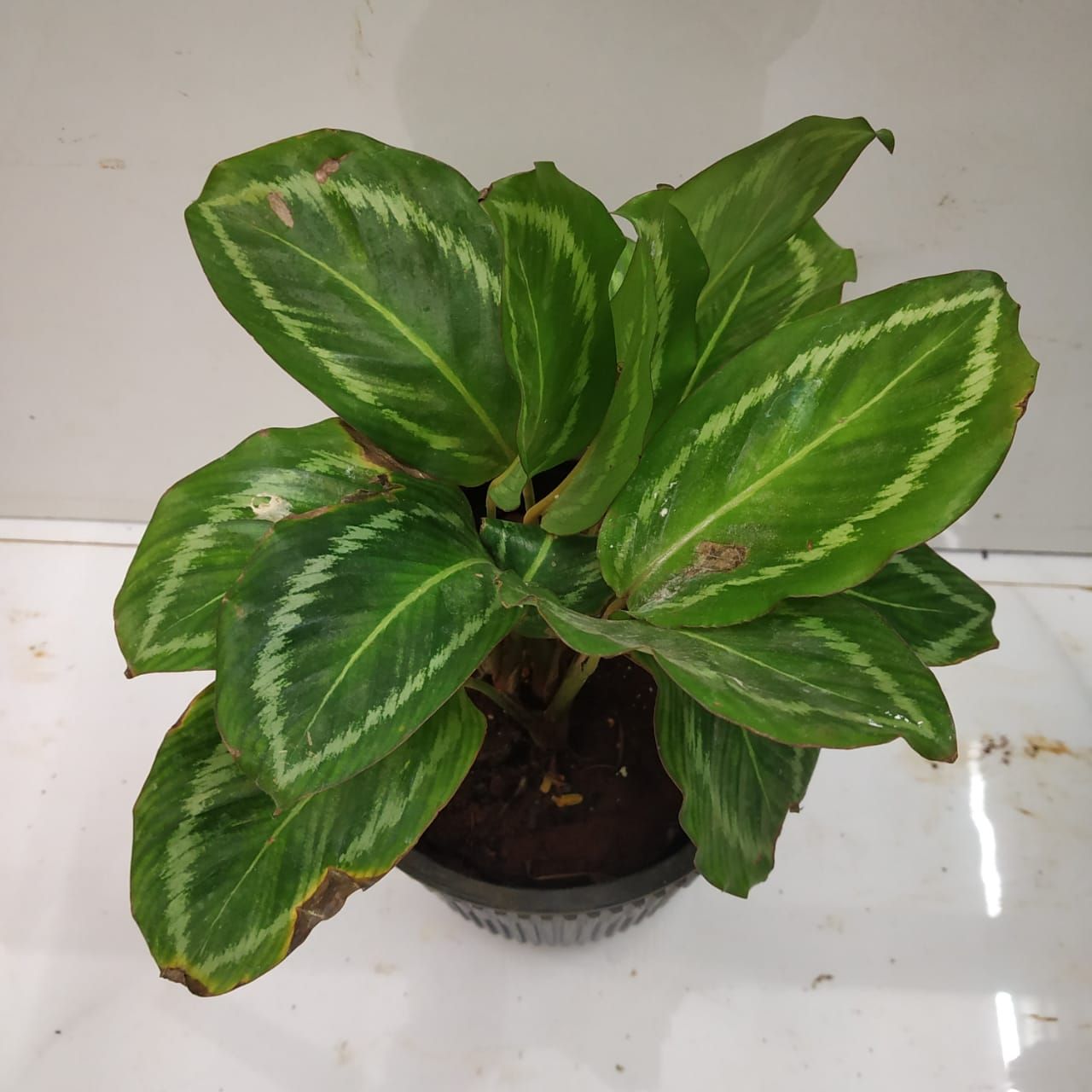  Calathea  Picturata Vandenheckei Hybrid Nursery Buy