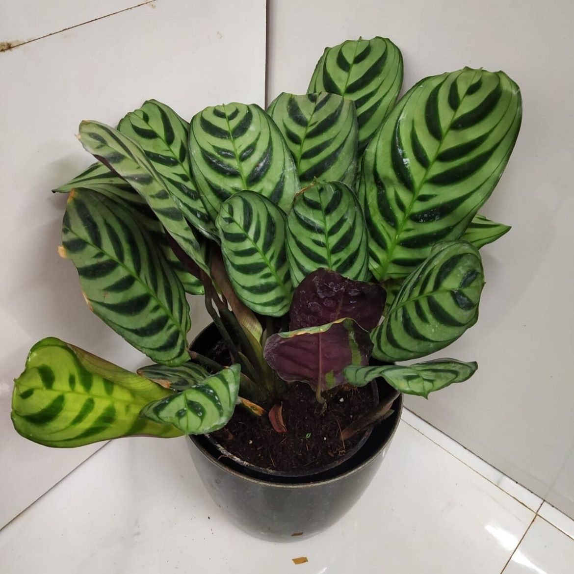 Fishbone Prayer Plant - Nursery Buy