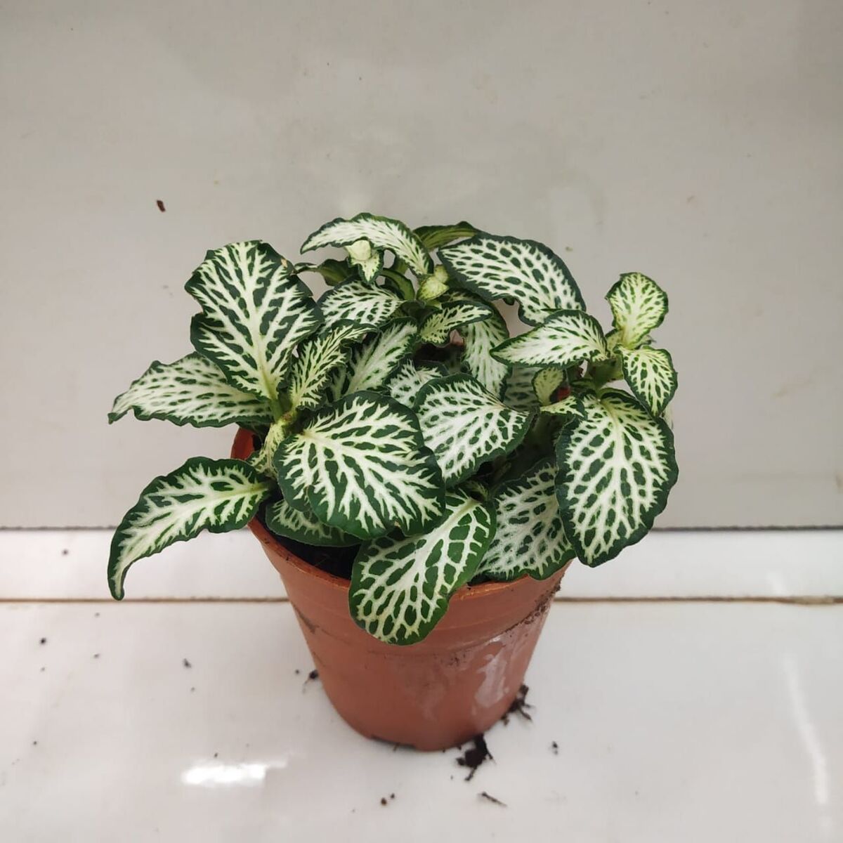 Fittonia Mosaic White Tiger - NurseryBuy