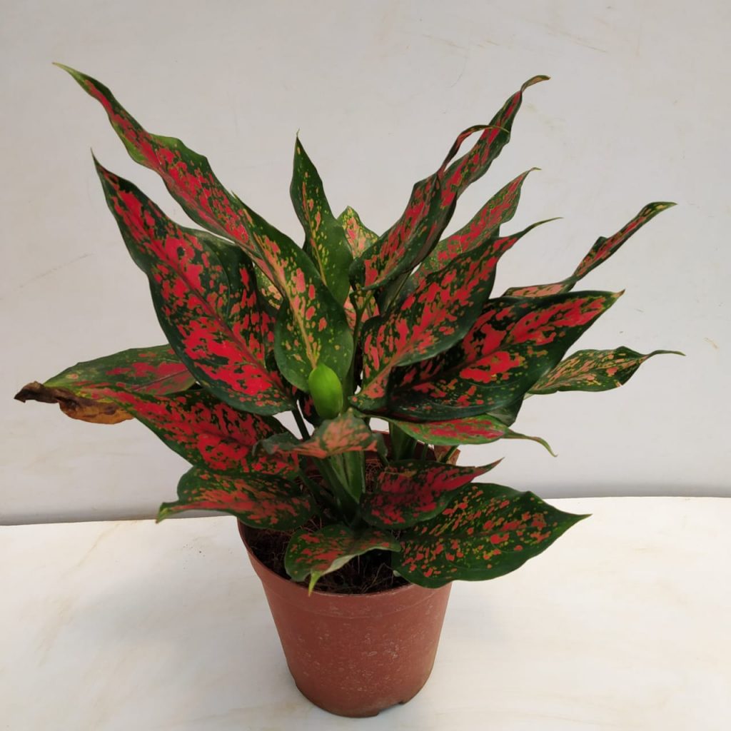 Aglaonema 'Super Red' - Nursery Buy