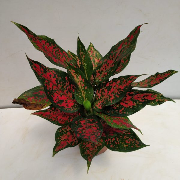  Aglaonema  Super  Red  Nursery Buy