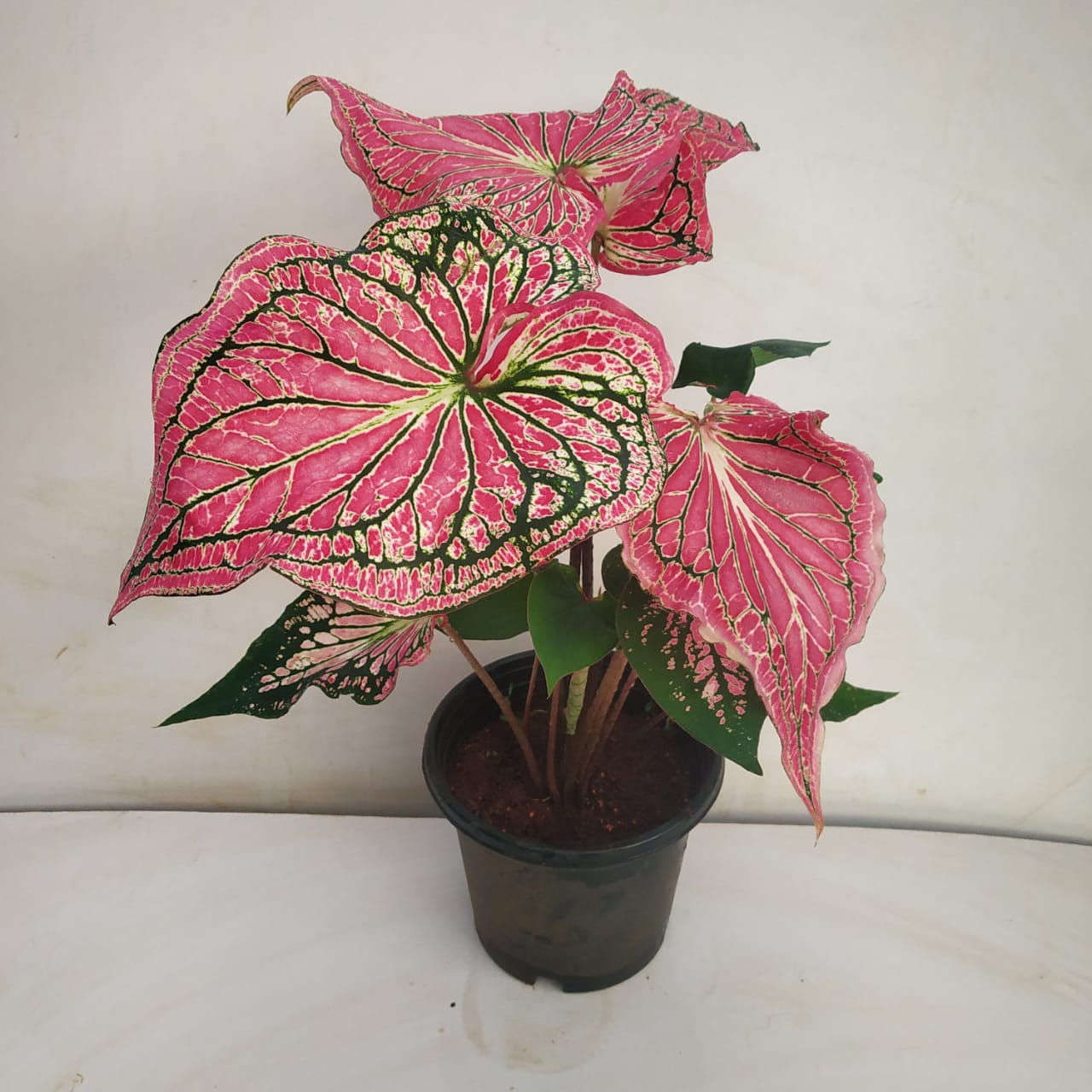 Caladium Thai Beauty Nursery Buy