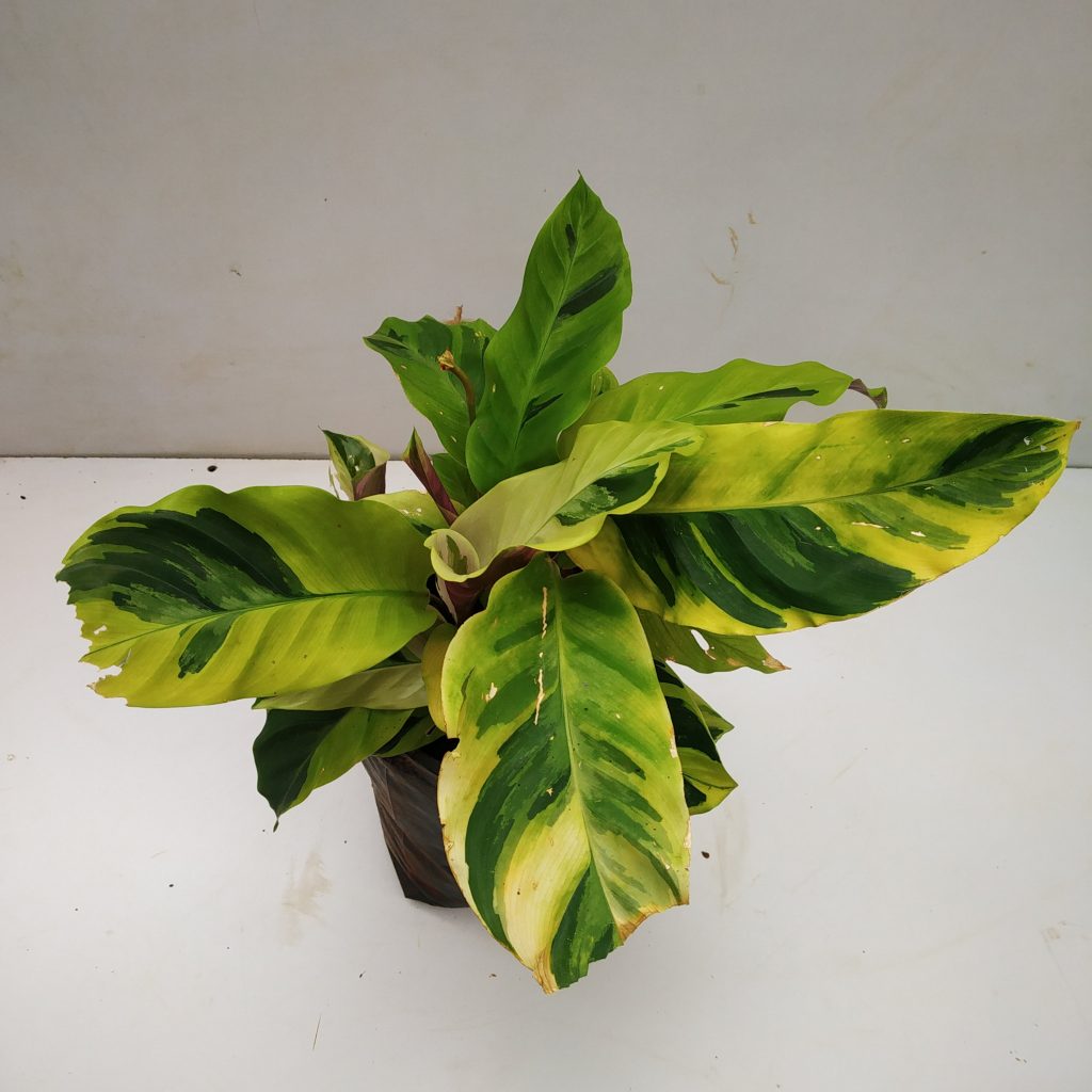 Calathea Louisae 'thai Beauty' - Nursery Buy