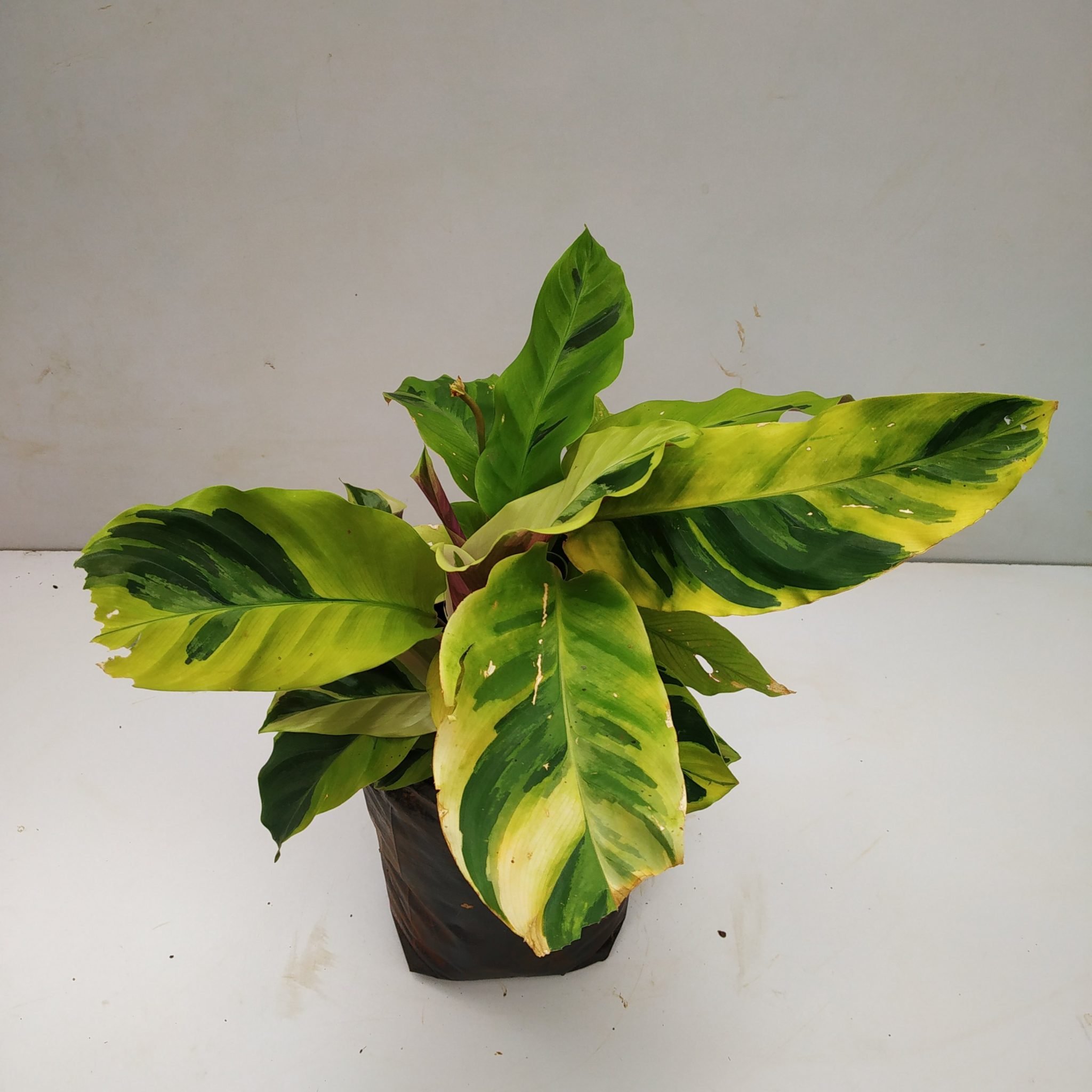 Calathea Louisae 'Thai Beauty' - Nursery Buy