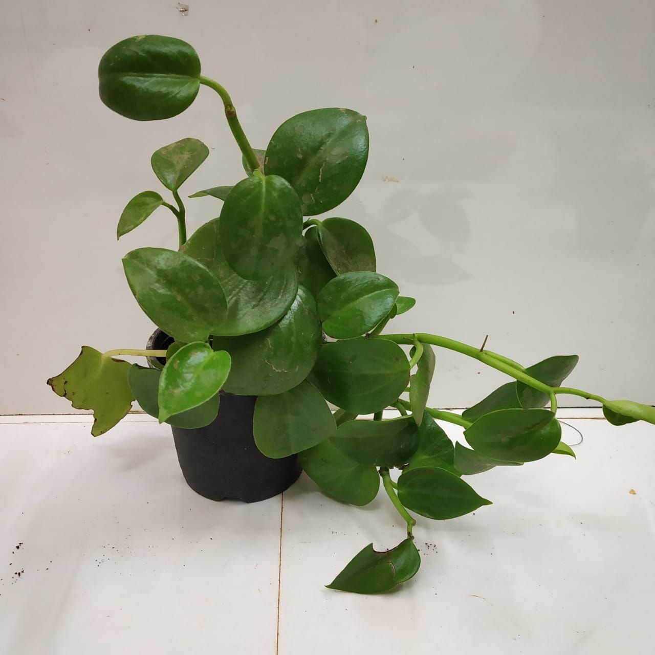 Cupid Peperomia, Peperomia Scandens
