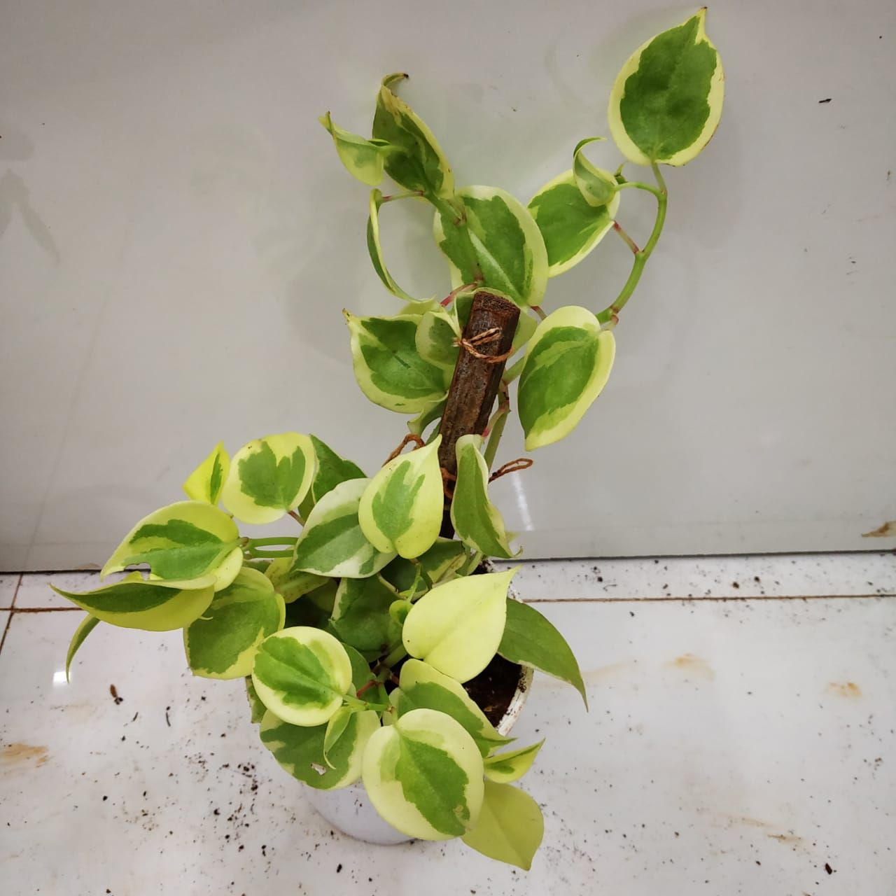 Naturally Beautiful Peperomia Scandens Variegated Cupid Plant
