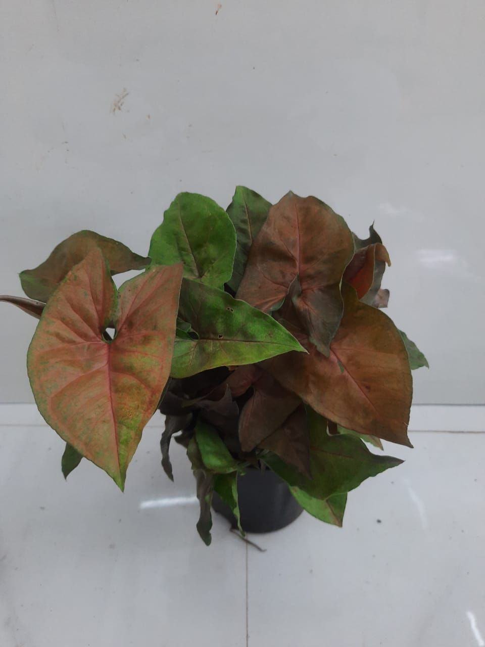 Odds vi Ansættelse Syngonium Podophyllum 'Red Plum Allusion' - NurseryBuy