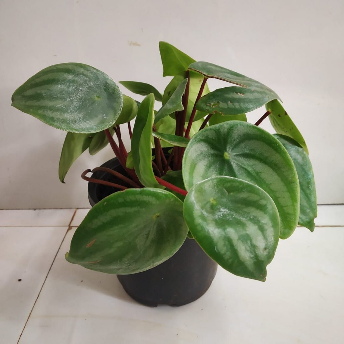 Watermelon Peperomia (Peperomia argyreia). Nursery Buy