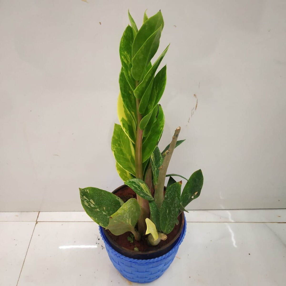 Zamia Variegated Nursery Buy