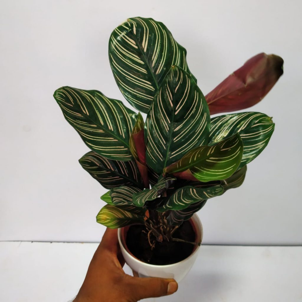 Calathea 'Sanderina Pink Pinstripe' NurseryBuy