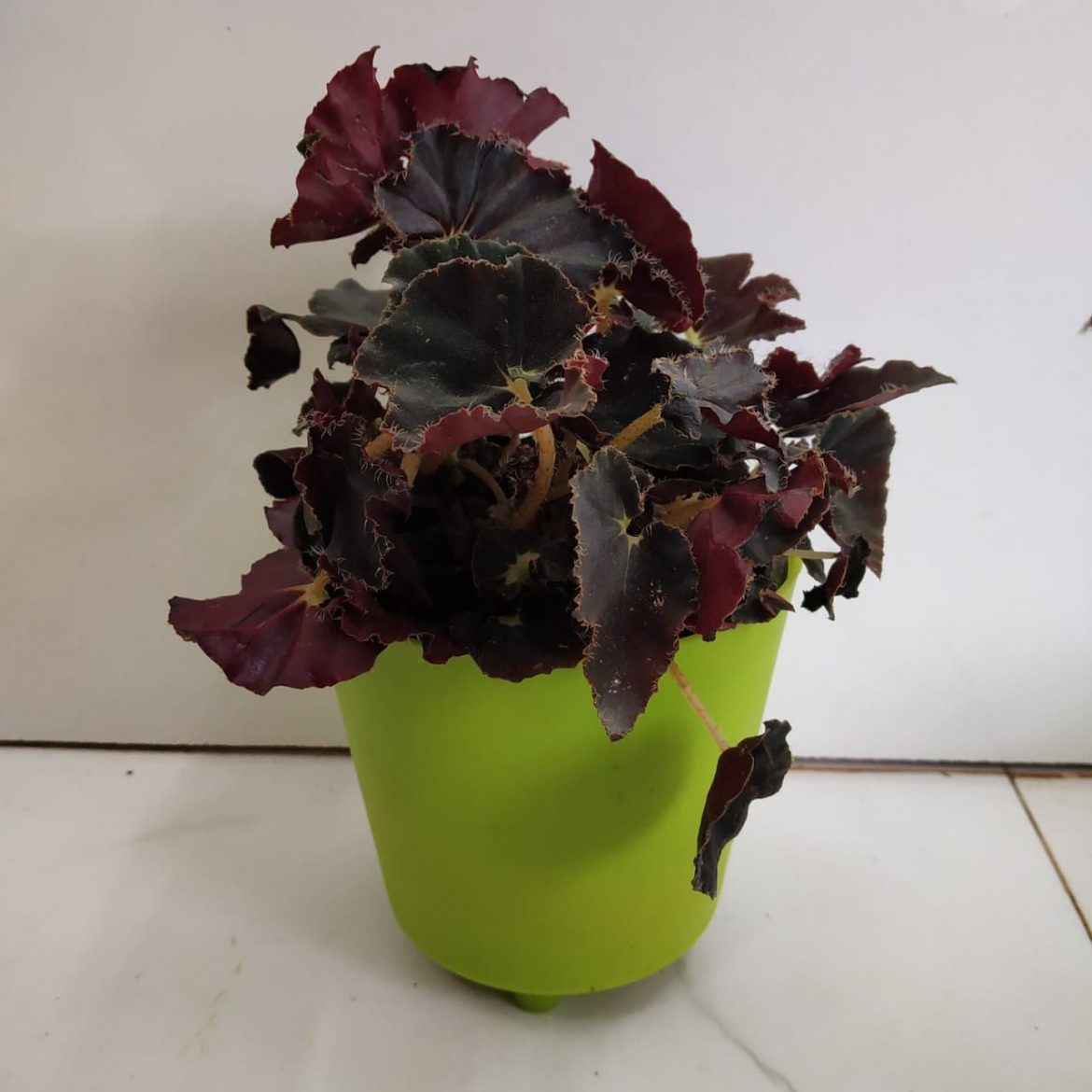 Exotic Elegance: The Captivating Black Mamba Begonia Flower