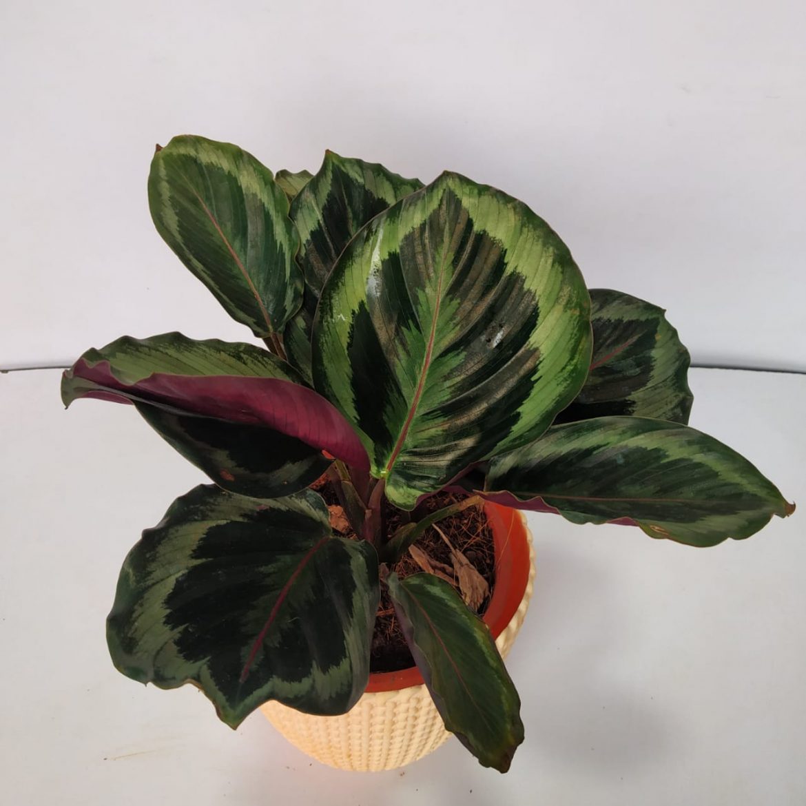 Calathea Roseopicta Medallion NurseryBuy calathea-roseopicta-medallion-nurserybuy