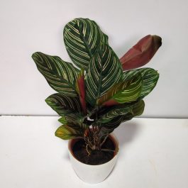 1 Maranta Fascinator tricolore | Cadeau plante d'intérieur (20-30 cm pot  inclus)
