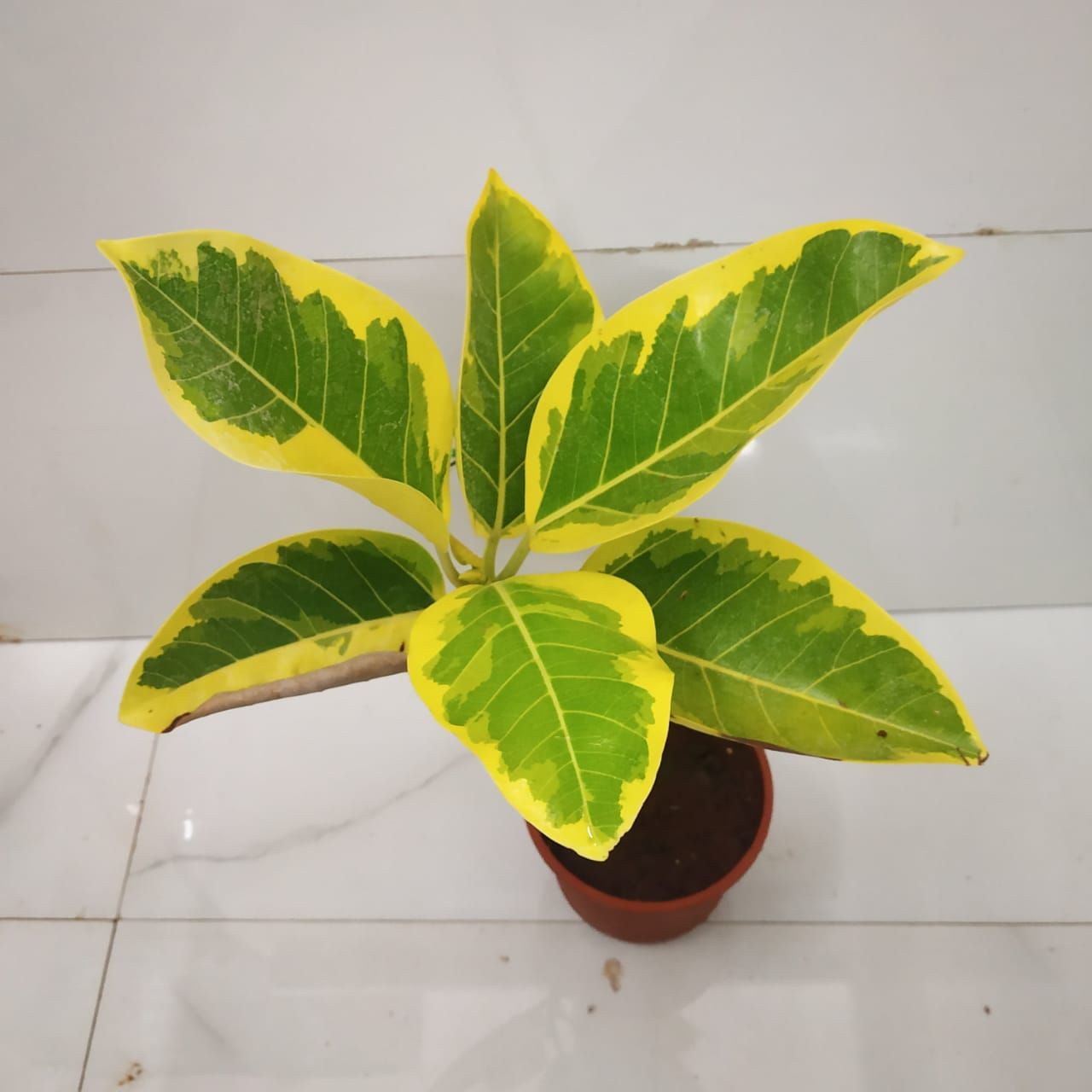 Asian Council Tree (Ficus ‘Altissima Variegata’) Nursery Buy