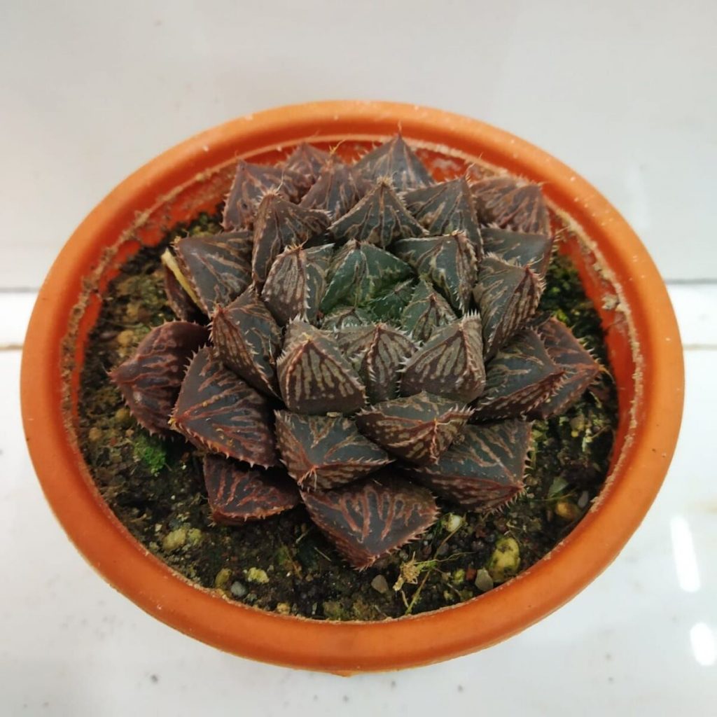 Haworthia Mirrorball NurseryBuy