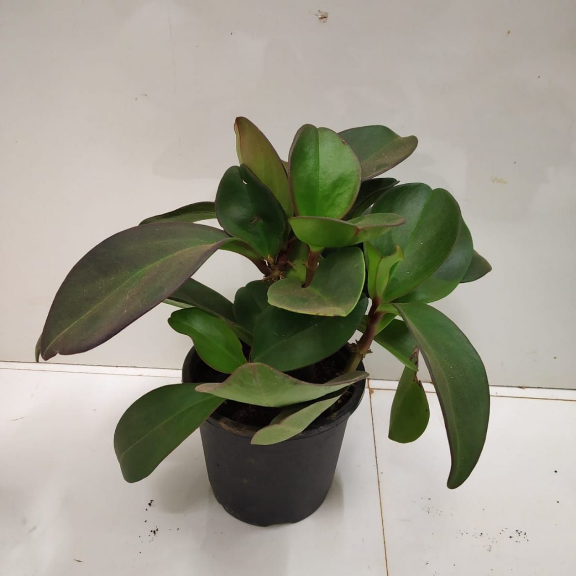 Peperomia 'Black Knight' - NurseryBuy