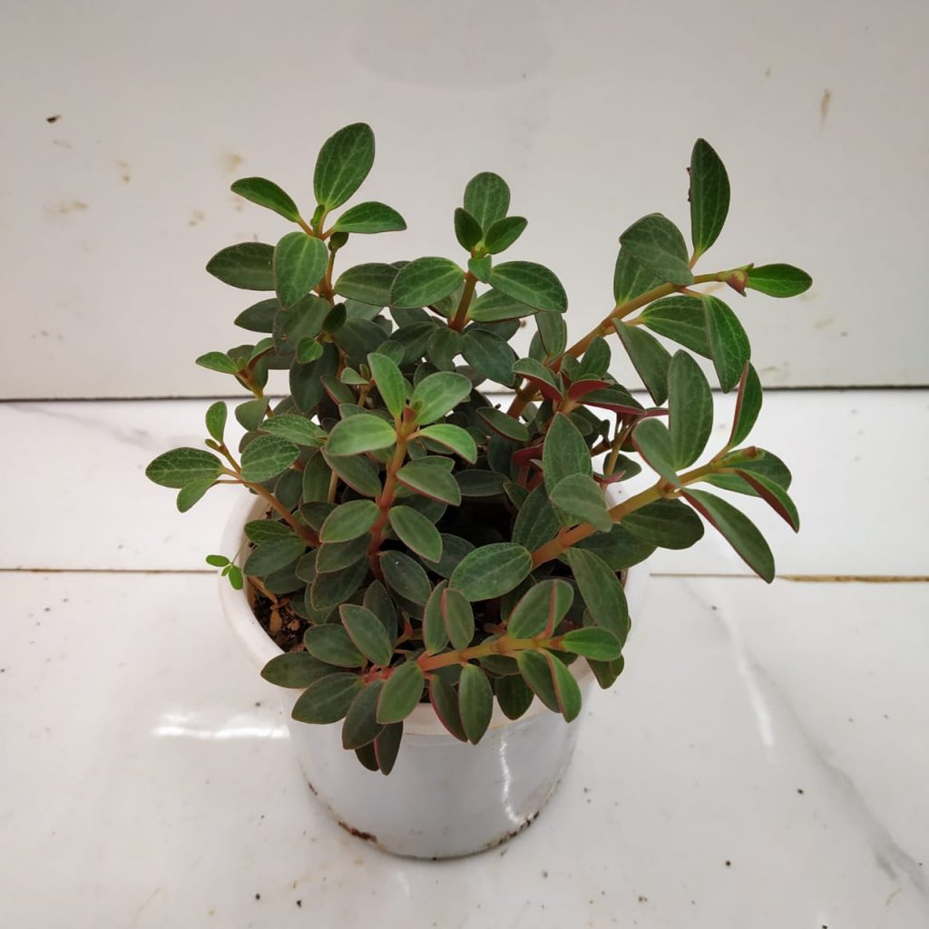 Peperomia Rubella - Nurserybuy