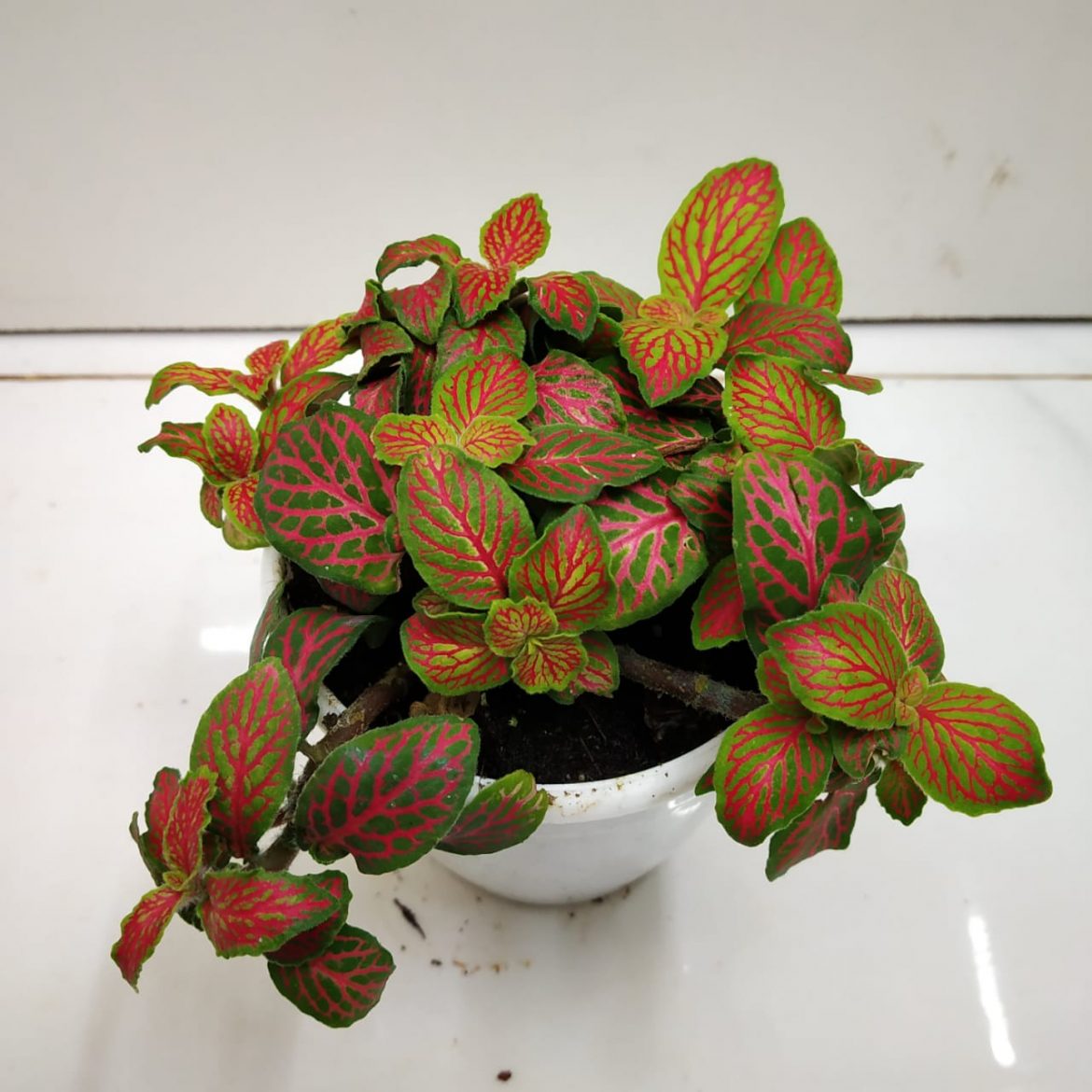 Fittonia Albivenis ‘Skeleton’ - NurseryBuy