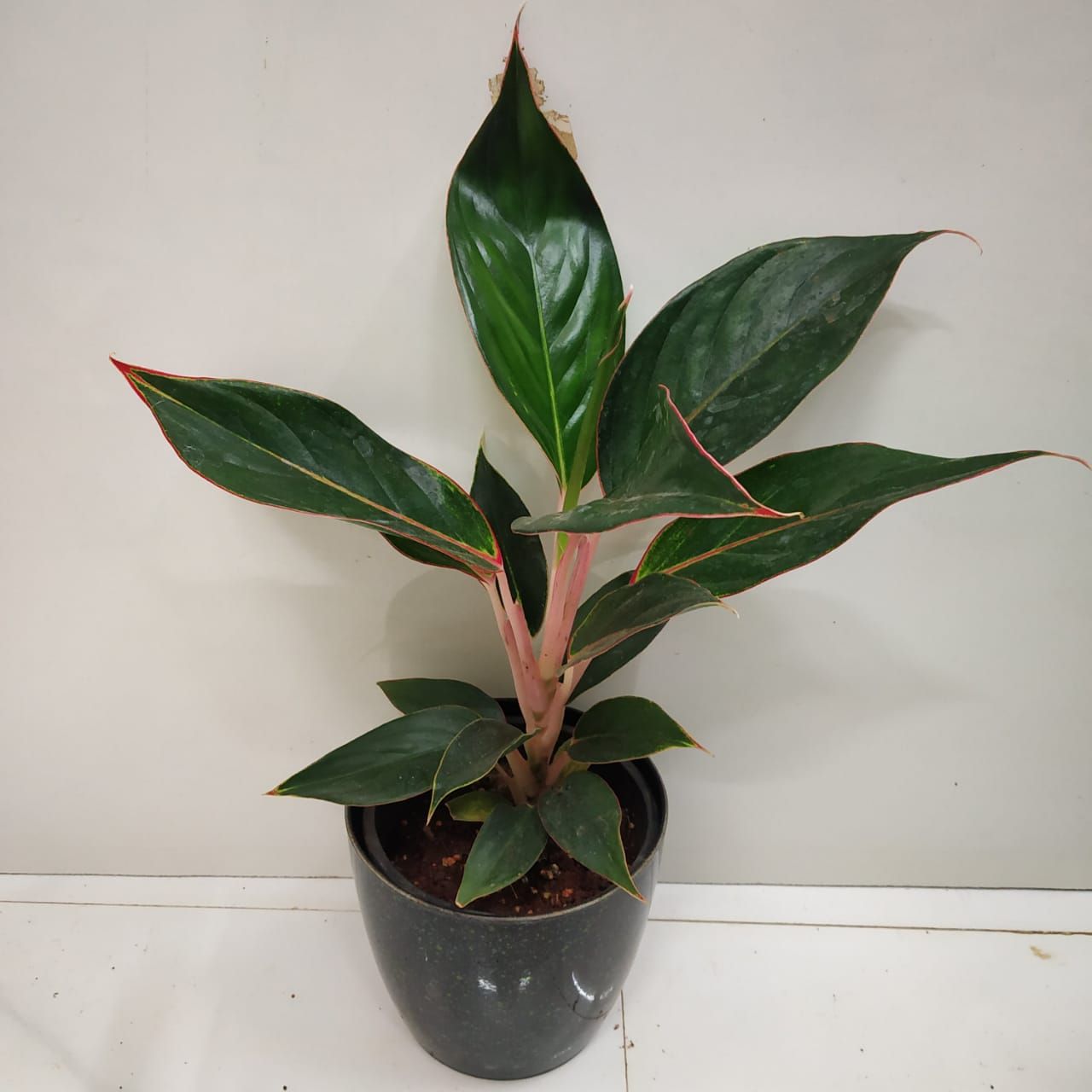  Aglaonema  Black  Lipstick  Nursery Buy