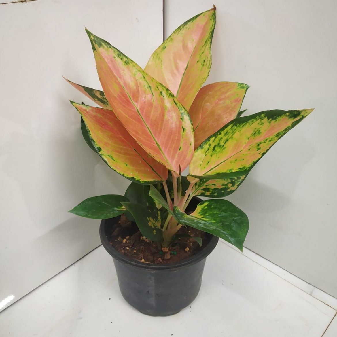 Agalonema 'O' Rose Cochin' Nursery Buy