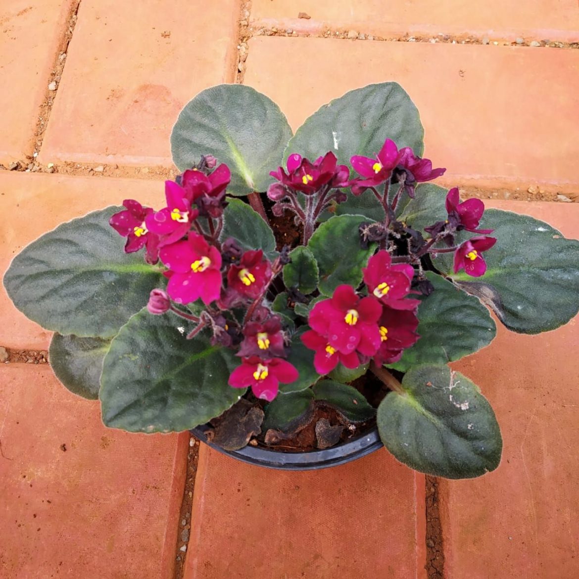 HOW TO CARE FOR AFRICAN VIOLETS NurseryBuy