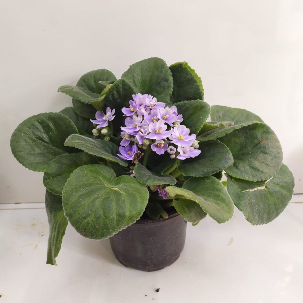 HOW TO CARE FOR AFRICAN VIOLETS NurseryBuy