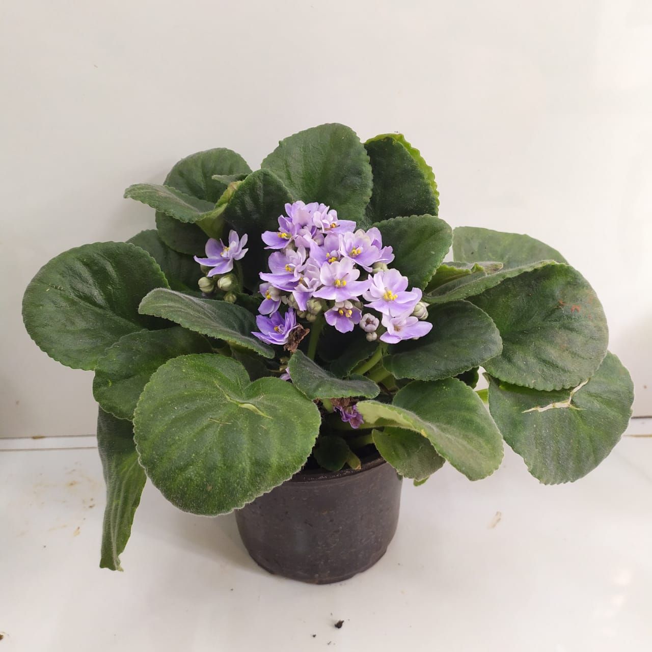 HOW TO CARE FOR AFRICAN VIOLETS NurseryBuy