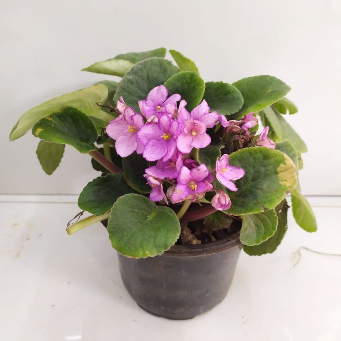 HOW TO CARE FOR AFRICAN VIOLETS - NurseryBuy