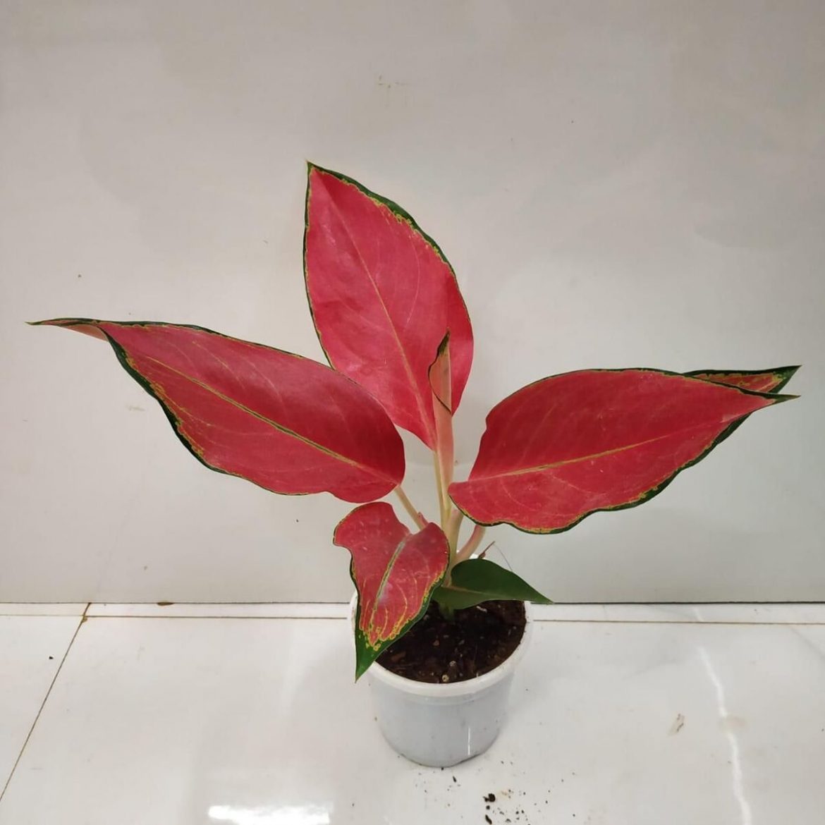 Aglaonema 'Red Majesty' - Nursery Buy 