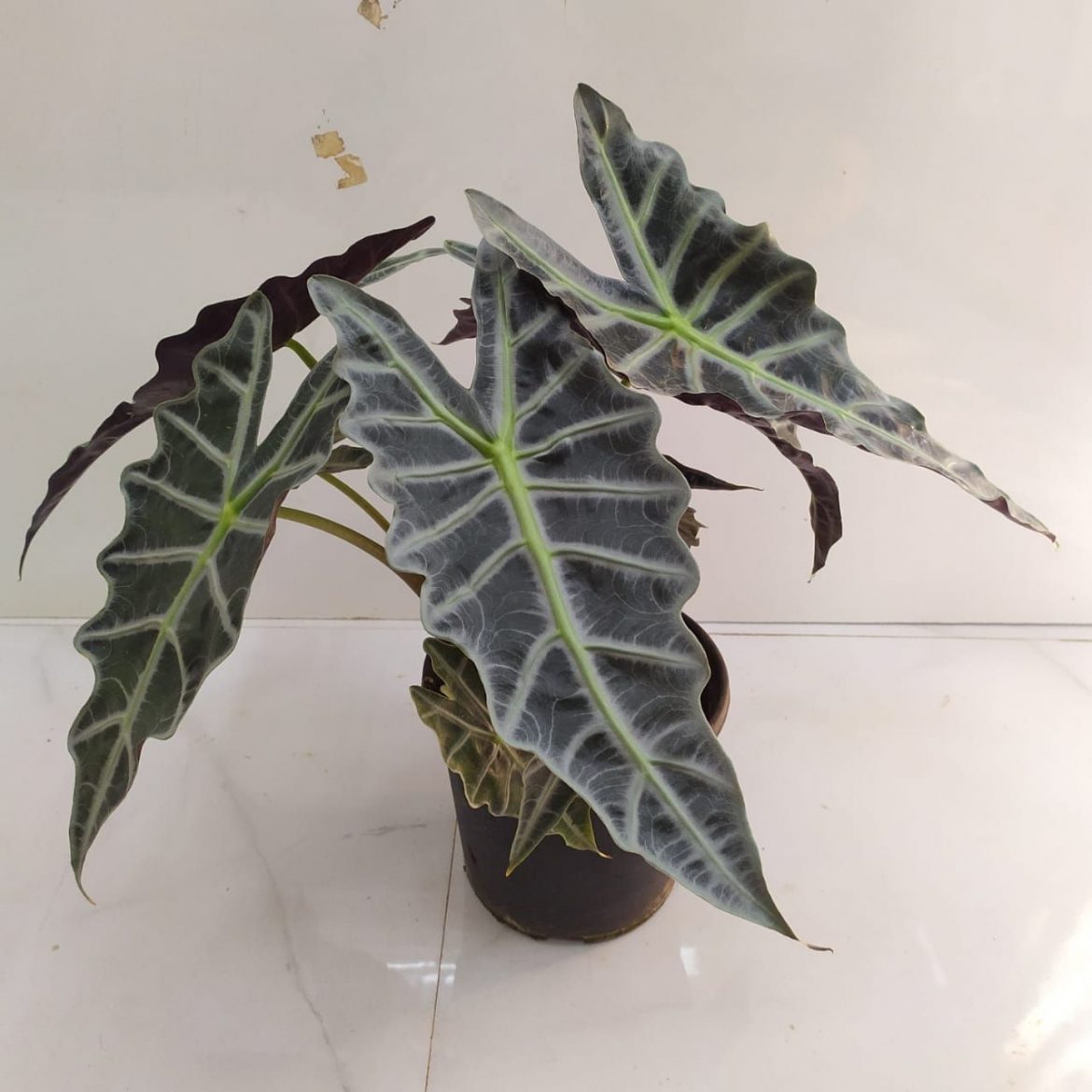 How to care for an Alocasia NurseryBuy