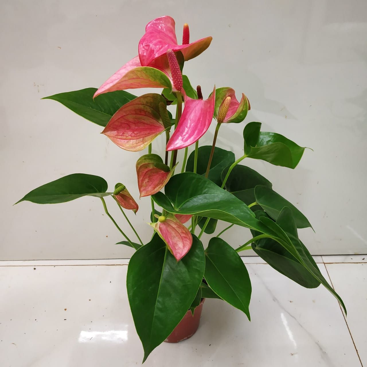 How to care for your Anthurium - NurseryBuy