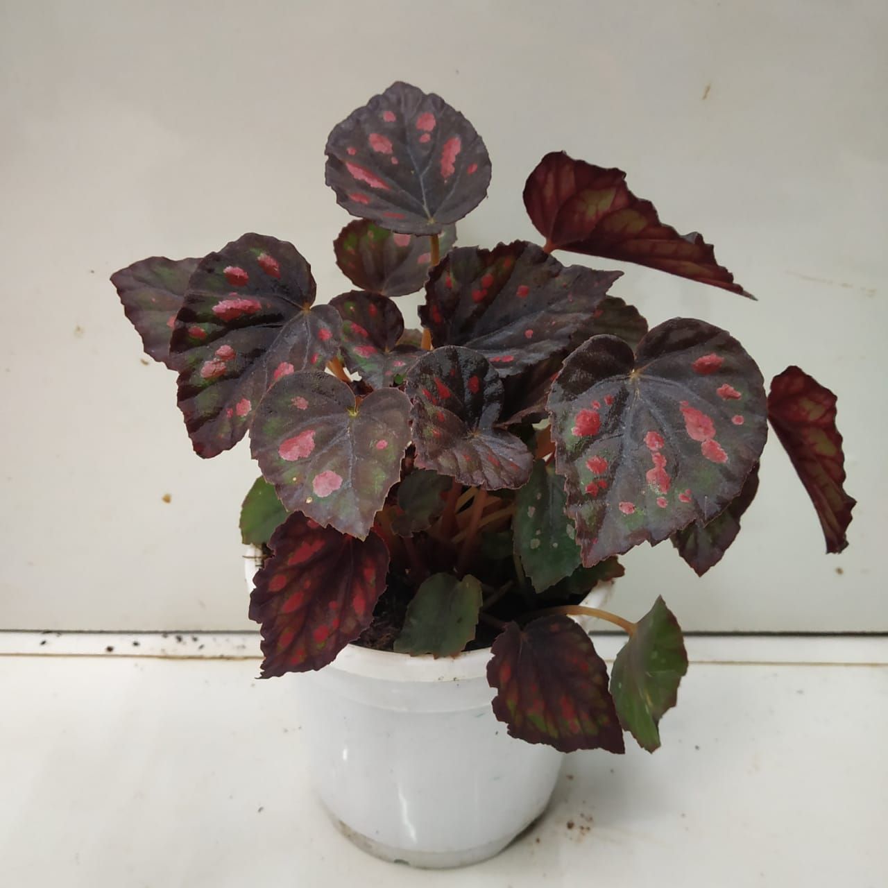 How to Grow and Care for Begonia Plants Nursery Buy