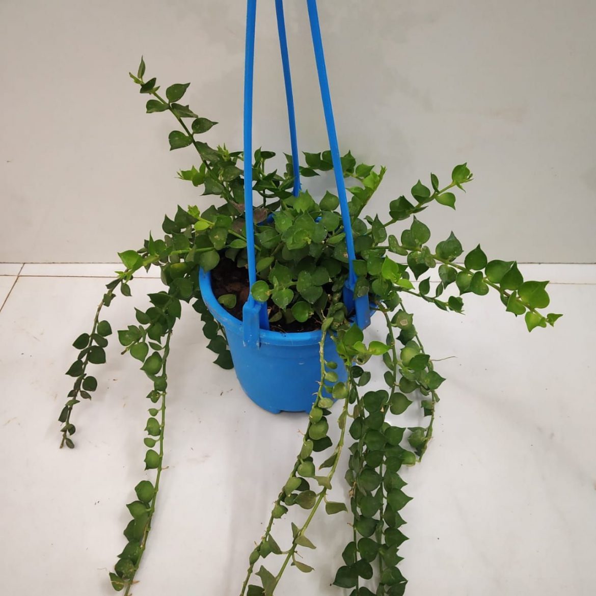 How to Grow and care Dischidia Plant NurseryBuy