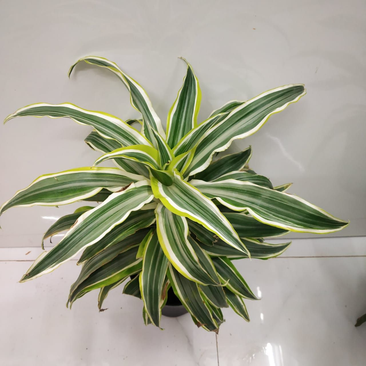 How To Care For Dracaena Houseplant NurseryBuy