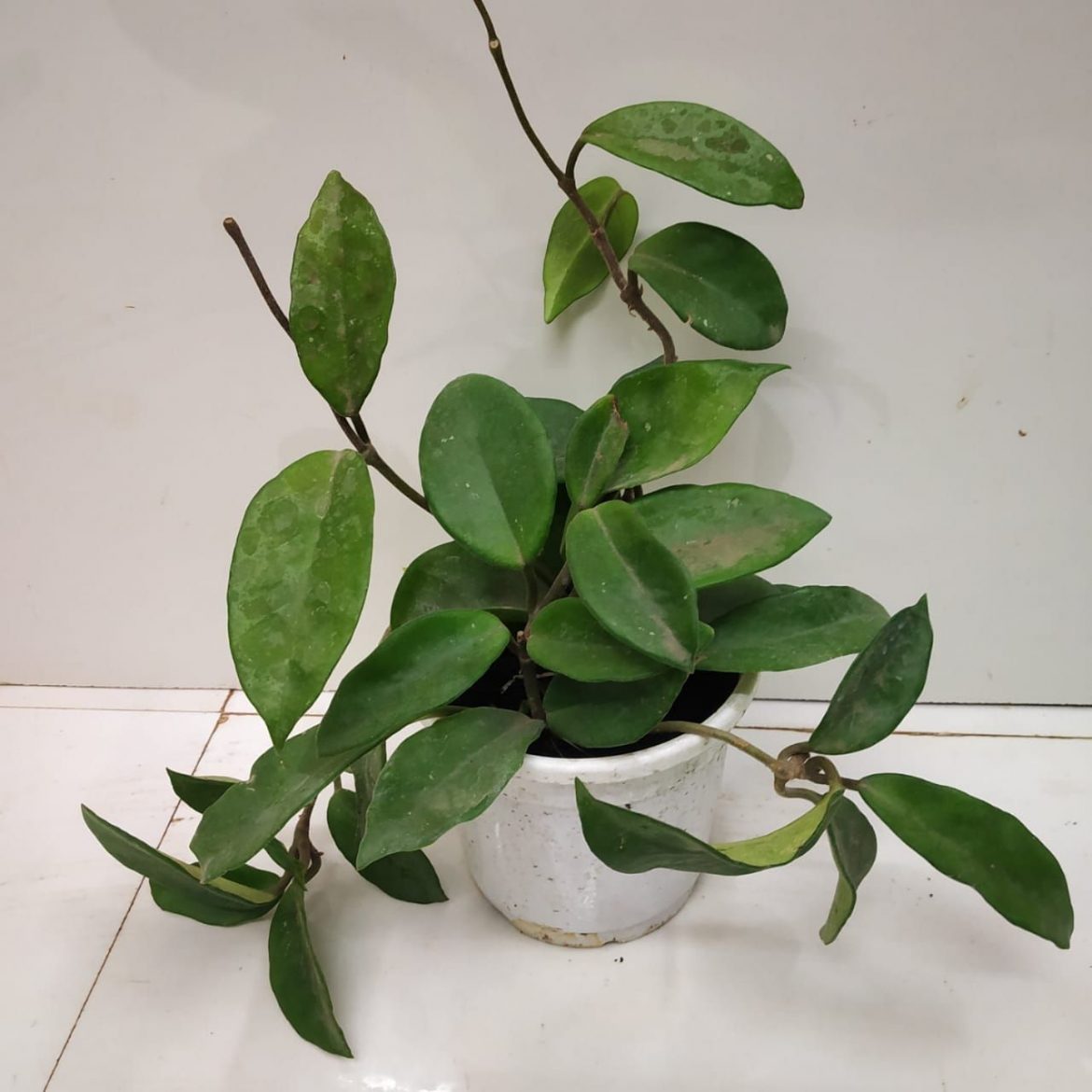 HOW TO CARE FOR A HOYA HOUSEPLANT NurseryBuy