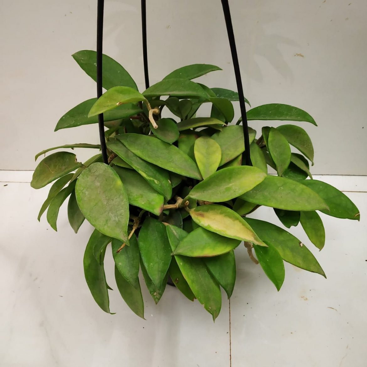 How To Care For A Hoya Houseplant Nurserybuy