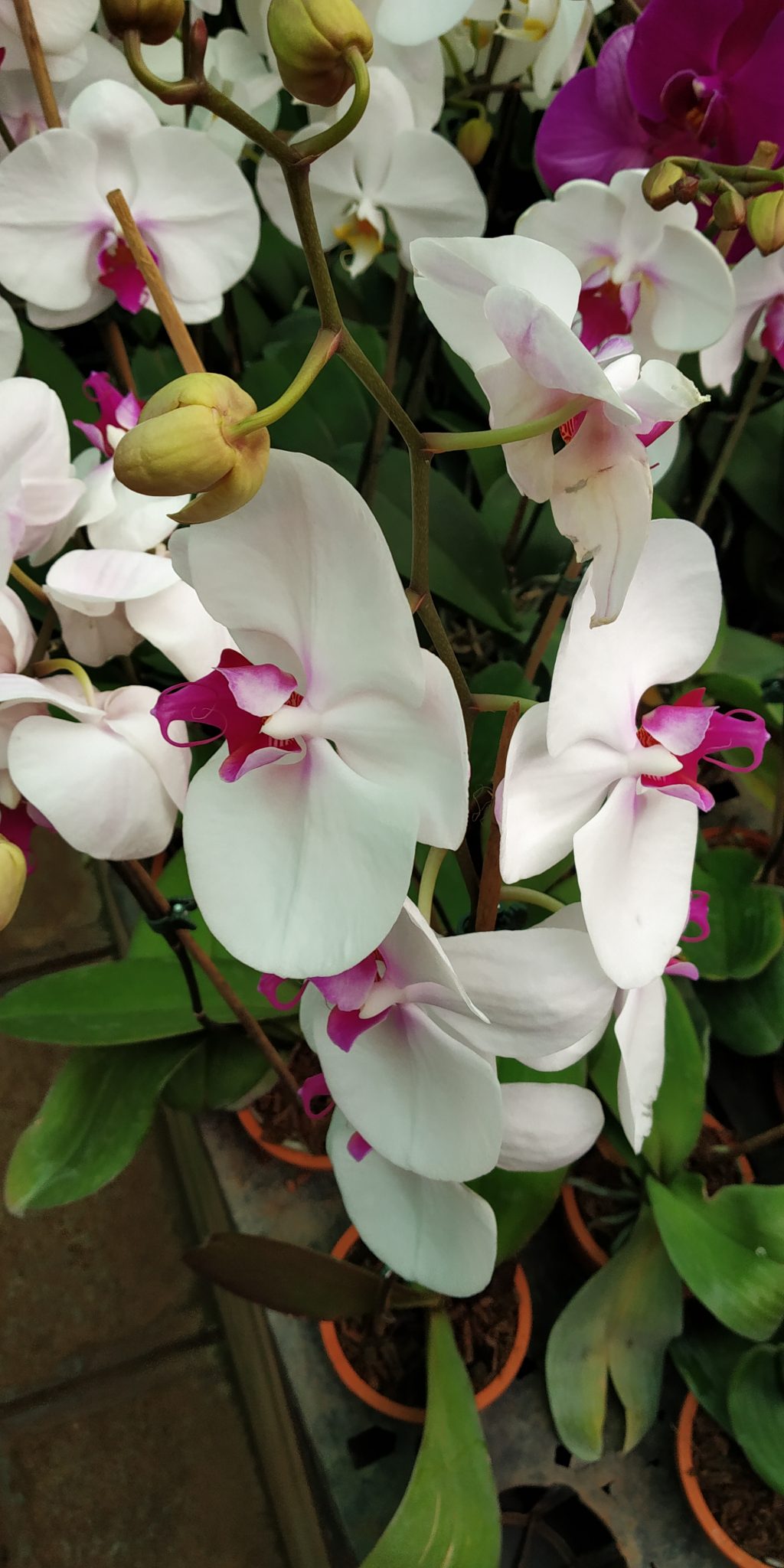 How To Take Care Of Orchid Plants ? NurseryBuy