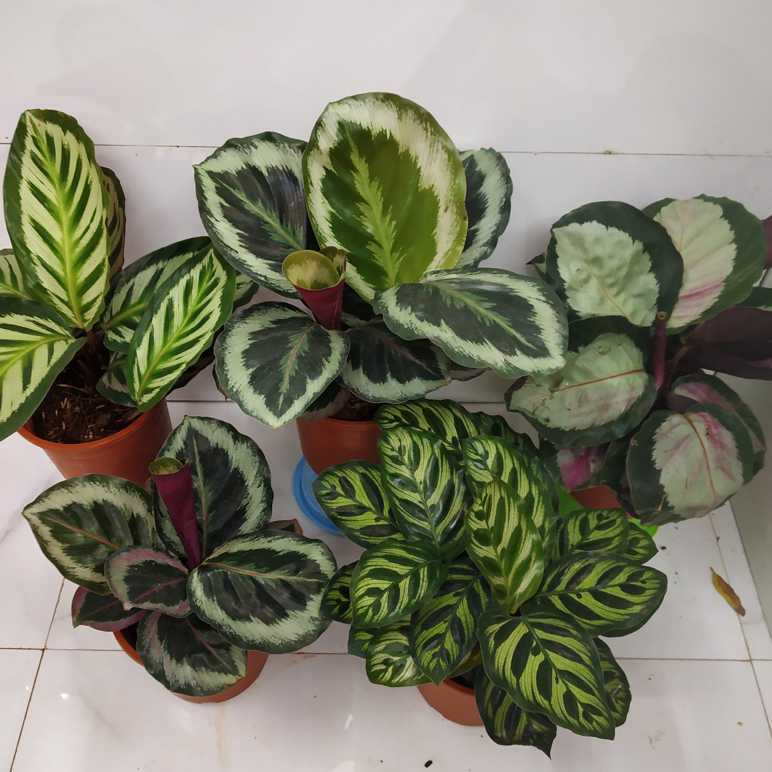 all you need to know about calathea plants  nurserybuy