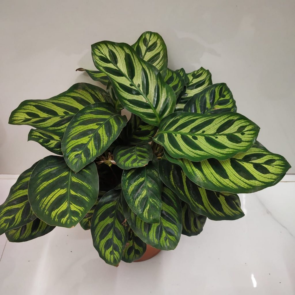 How To Care For Calatheas Plants NurseryBuy