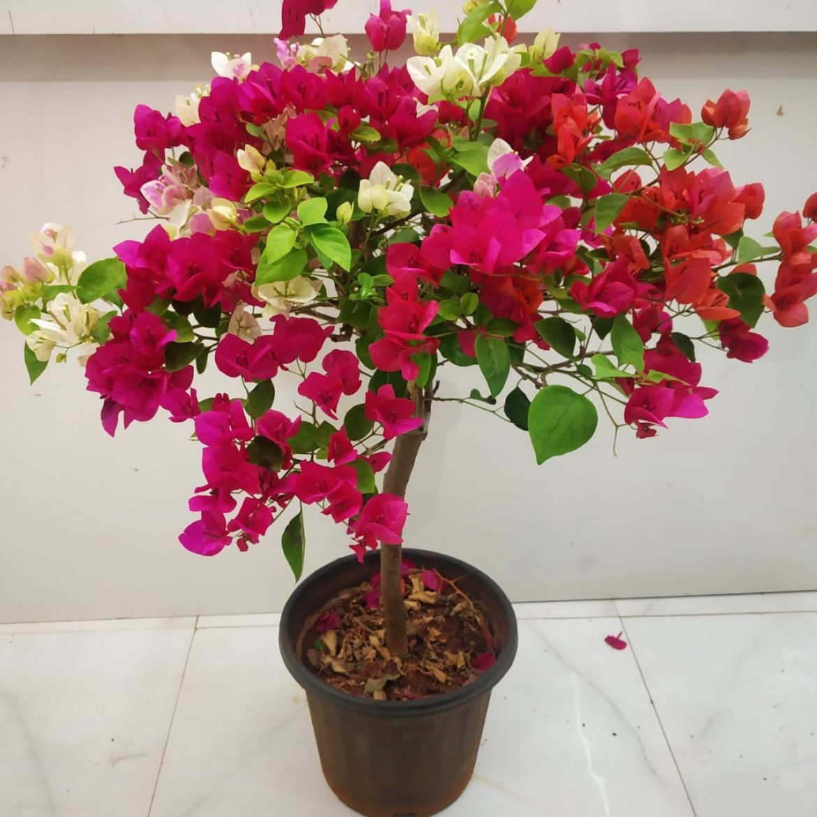 How To Grow And Care For A Beautiful Bougainvillea Nurserybuy