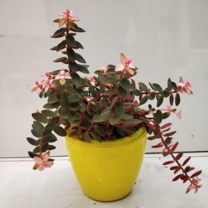 How To Take Care Of Peperomia Plant - NurseryBuy