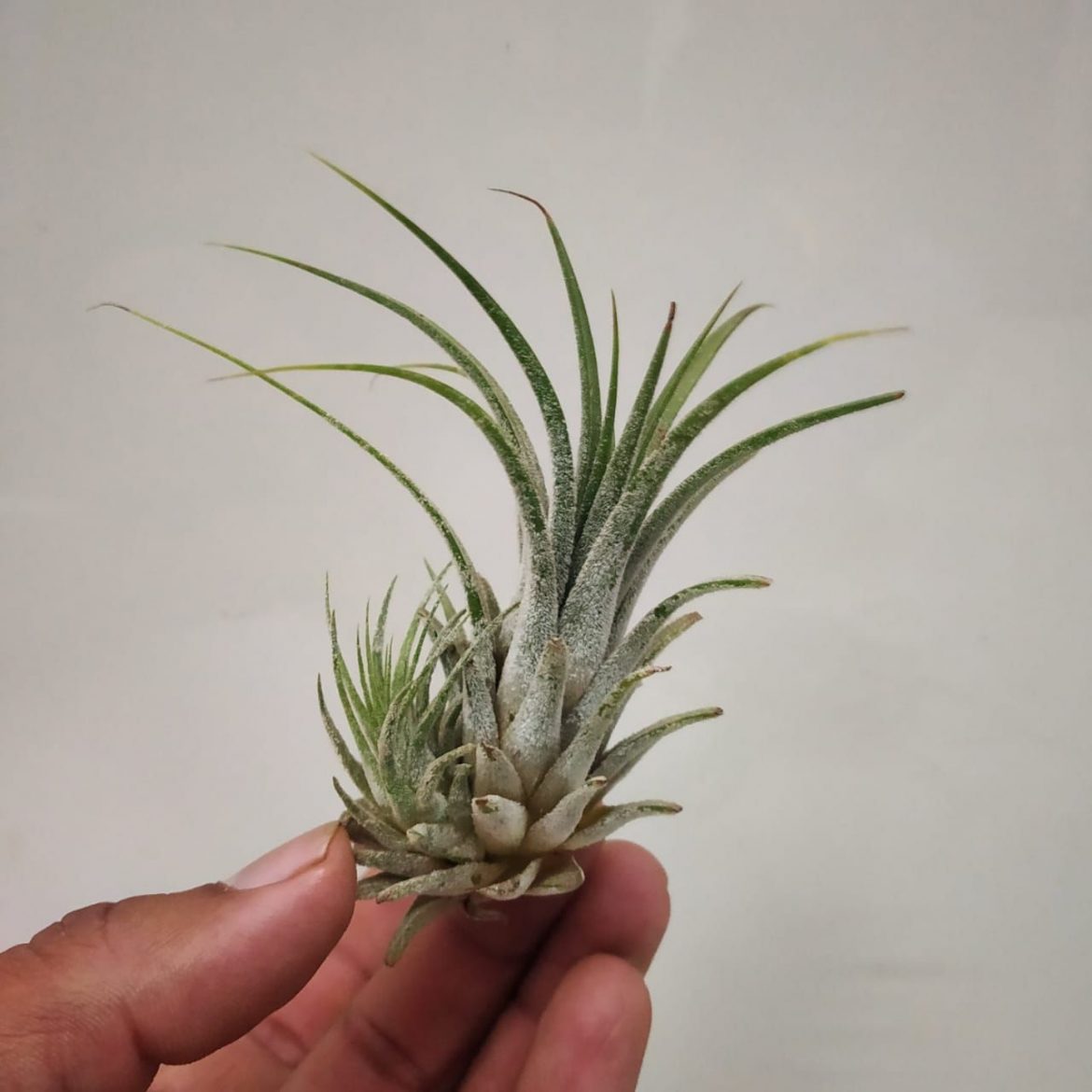 WHAT IS AIR PLANT / TILLANDSIA PLANT NurseryBuy